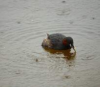 Little Grebe