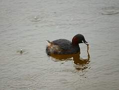 Little Grebe