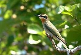 Olive Bee-eater