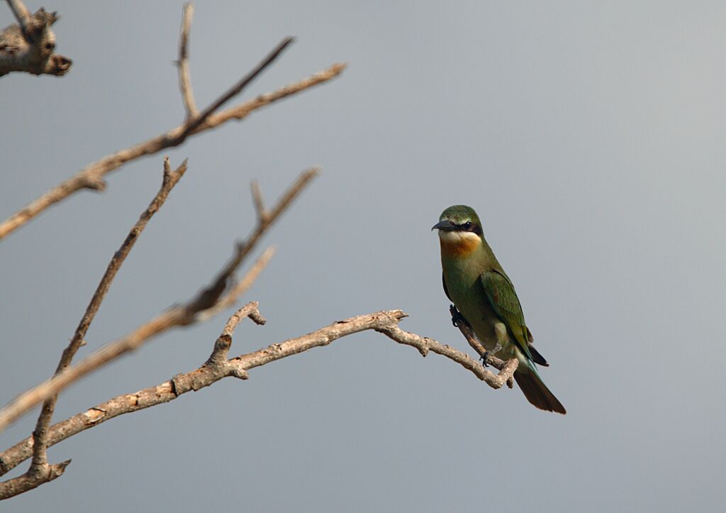 Olive Bee-eater