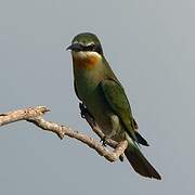 Olive Bee-eater