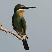 Olive Bee-eater