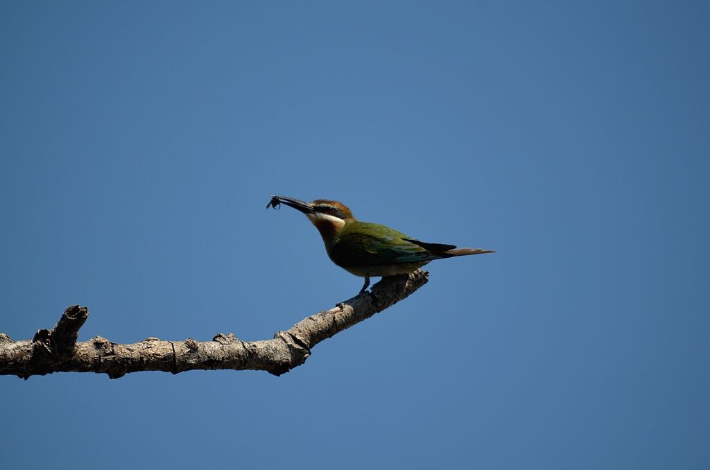 Olive Bee-eater