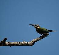 Olive Bee-eater