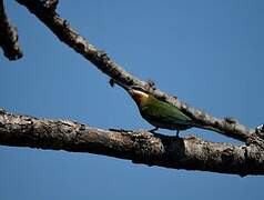 Olive Bee-eater