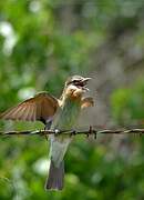 Olive Bee-eater