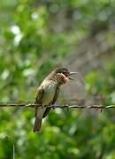 Olive Bee-eater