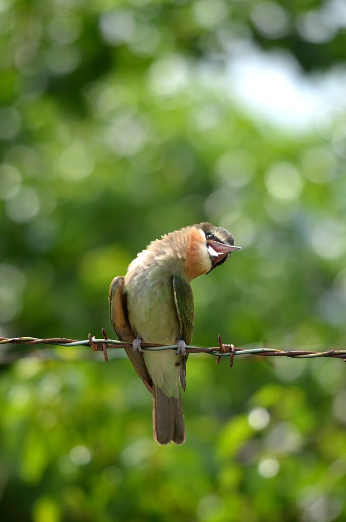 Olive Bee-eater