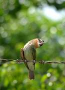 Olive Bee-eater