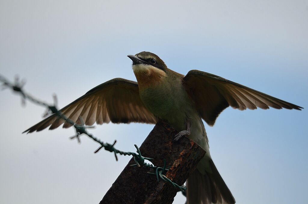 Olive Bee-eater