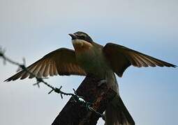 Olive Bee-eater