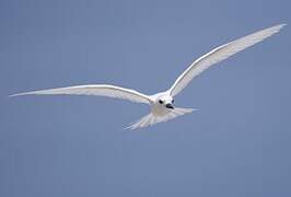 White Tern