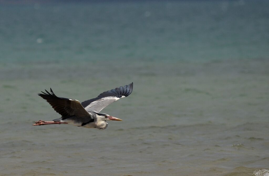 Grey Heron