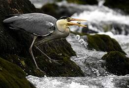 Grey Heron