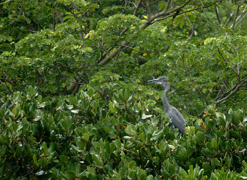 Humblot's Heron