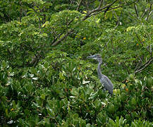 Humblot's Heron