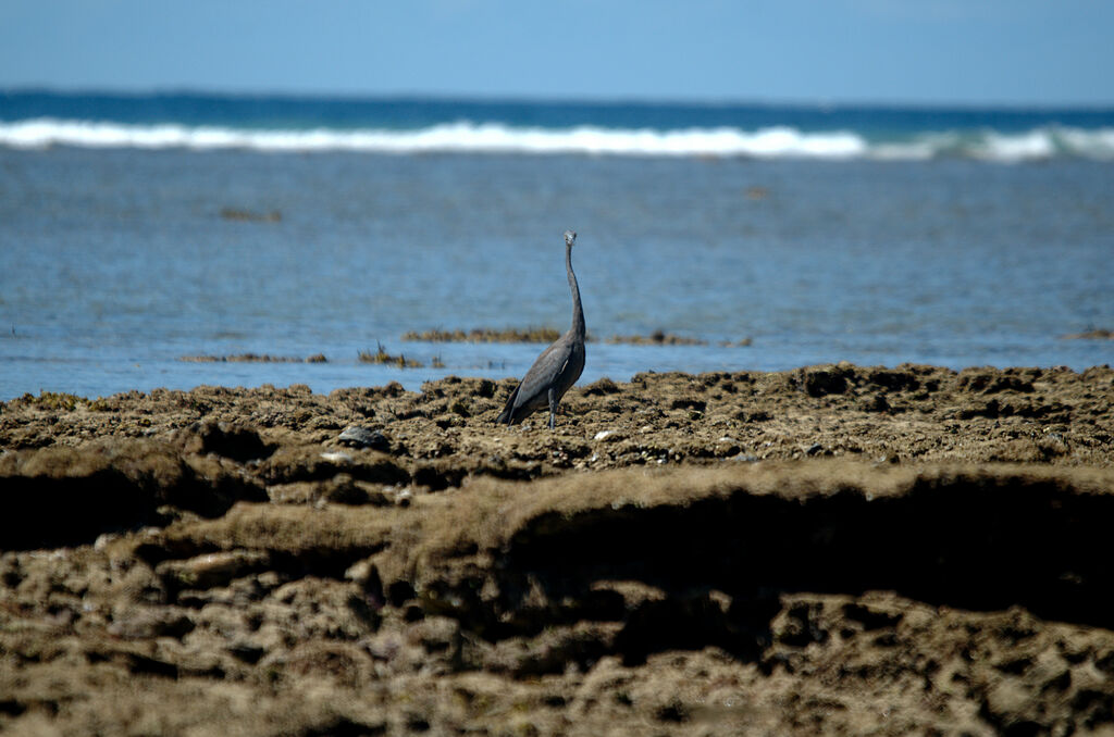 Humblot's Heron