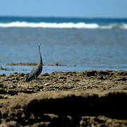 Humblot's Heron