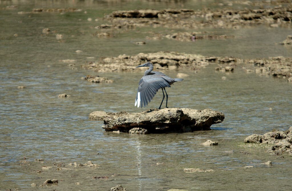 Humblot's Heron