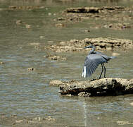 Humblot's Heron