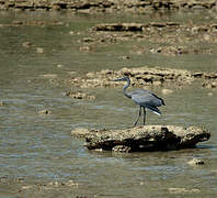 Humblot's Heron