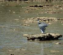 Humblot's Heron