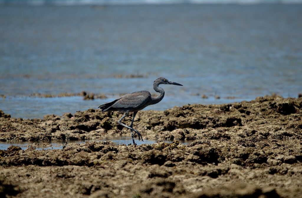 Humblot's Heron