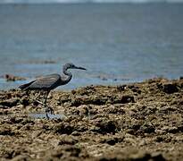 Humblot's Heron