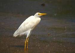 Western Cattle Egret