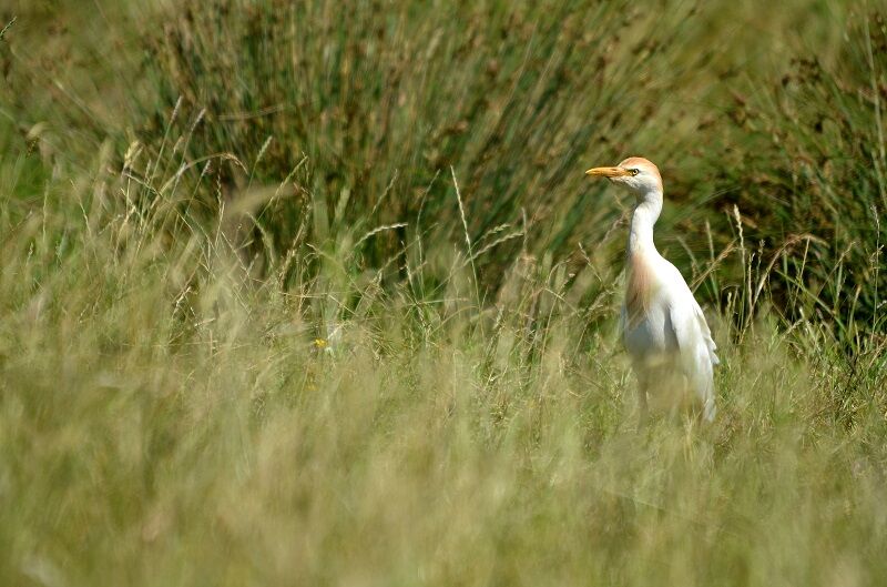 Western Cattle Egret