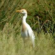 Western Cattle Egret