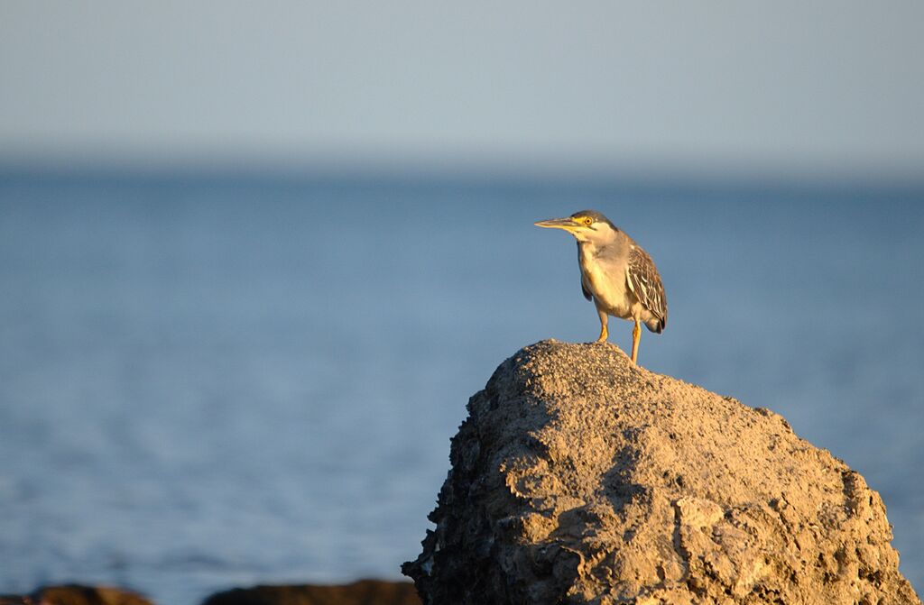 Striated Heron