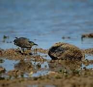 Striated Heron