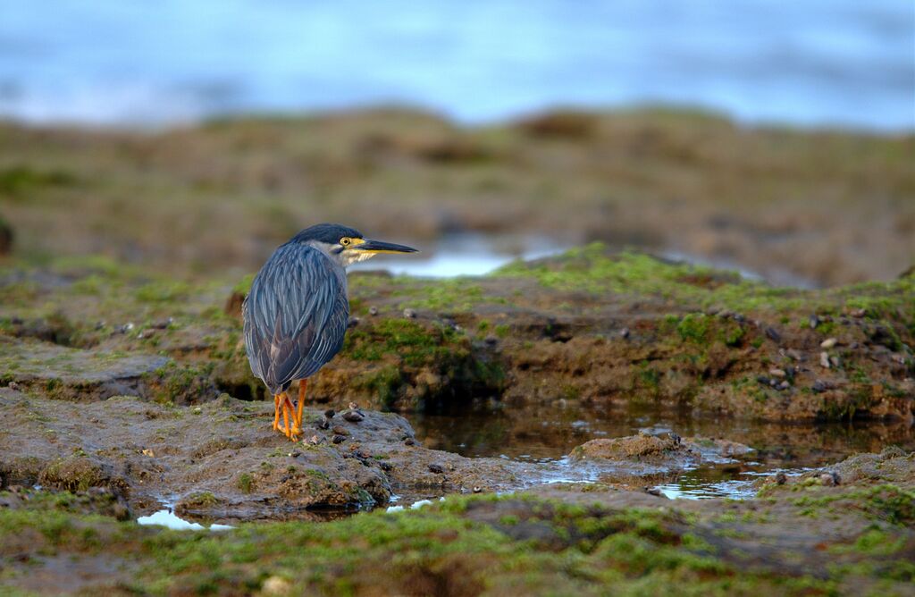 Striated Heron