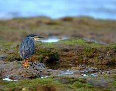 Striated Heron