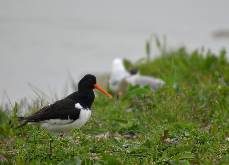 Eurasian Oystercatcher