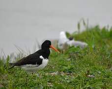 Eurasian Oystercatcher