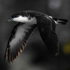 Puffin de Baillon