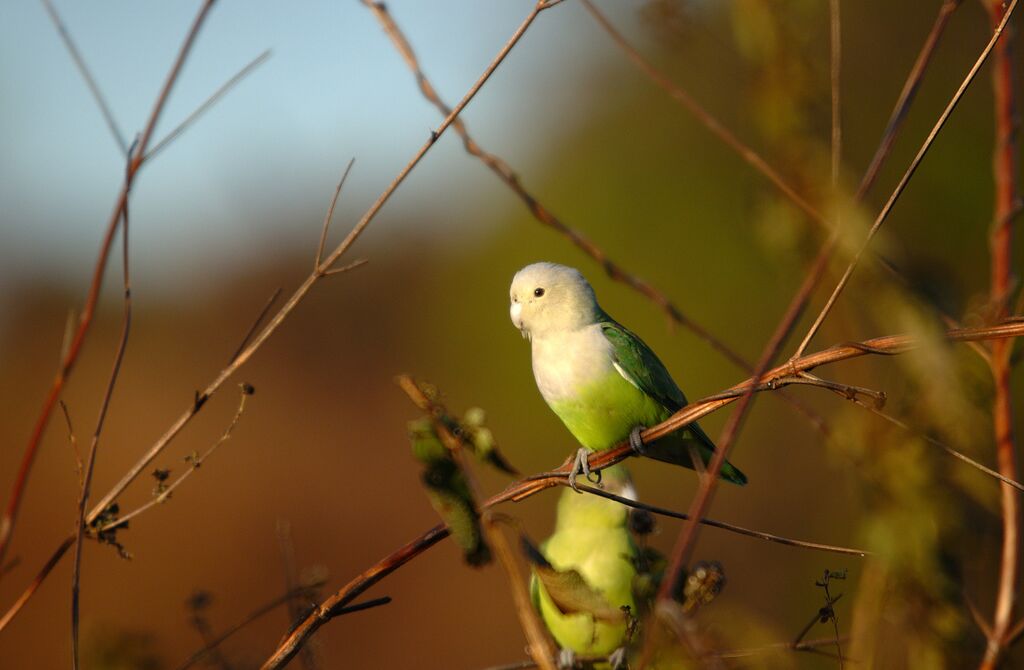 Grey-headed Lovebird