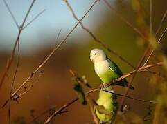 Grey-headed Lovebird