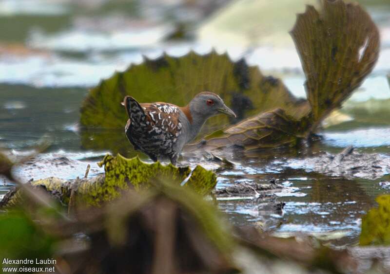 Baillon's Crakeadult post breeding, habitat, pigmentation, Behaviour