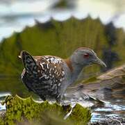 Baillon's Crake