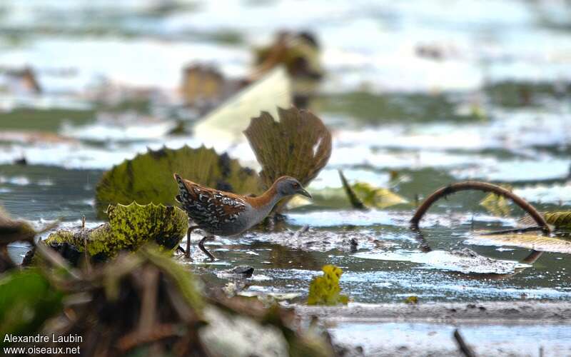 Baillon's Crakeadult, habitat, fishing/hunting