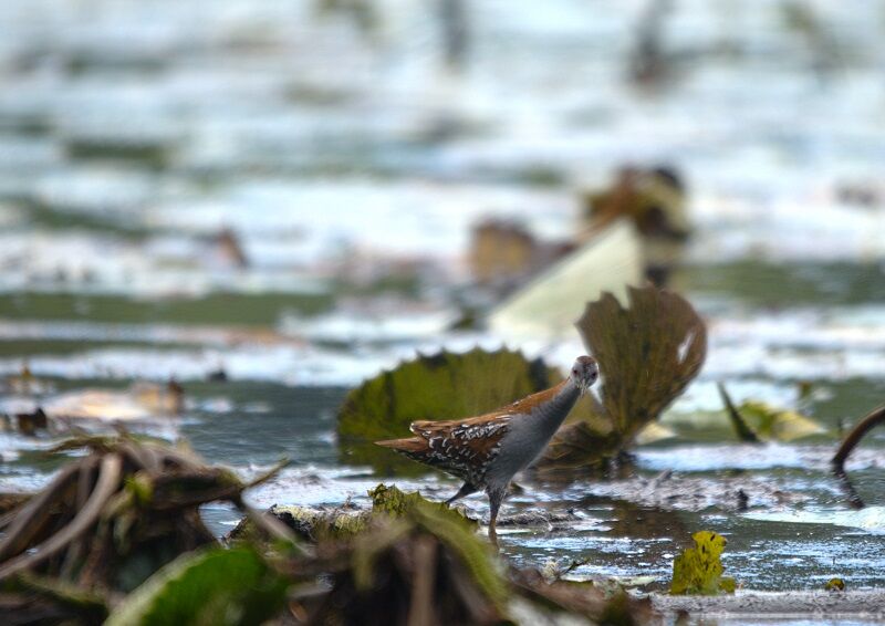 Baillon's Crake