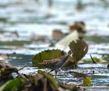 Baillon's Crake