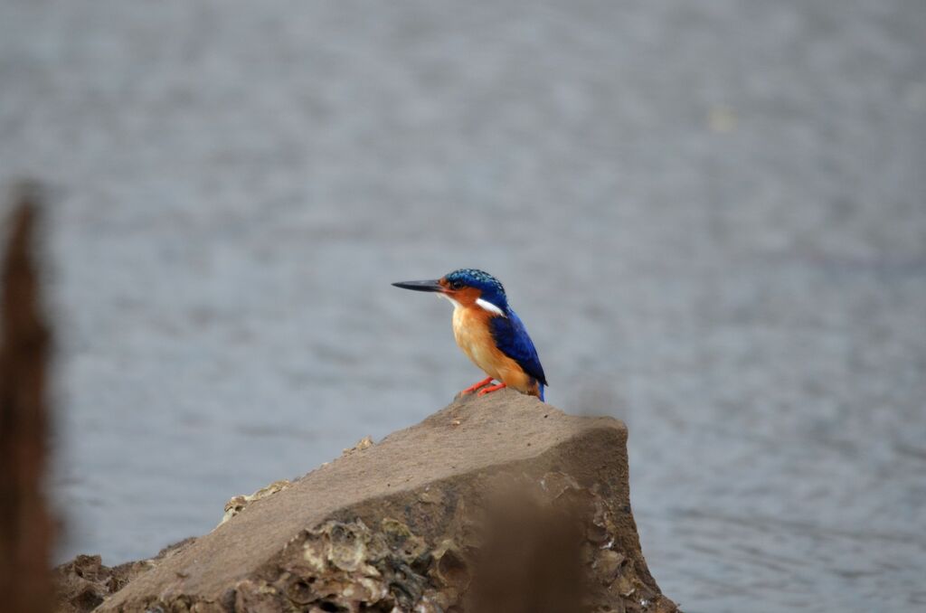 Malagasy Kingfisher