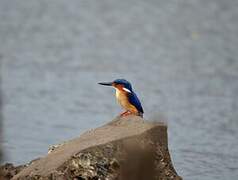 Malagasy Kingfisher