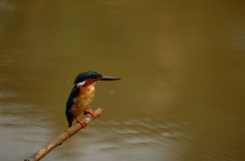 Malagasy Kingfisher