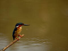 Malagasy Kingfisher