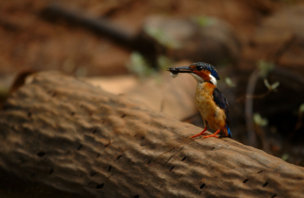 Malagasy Kingfisher